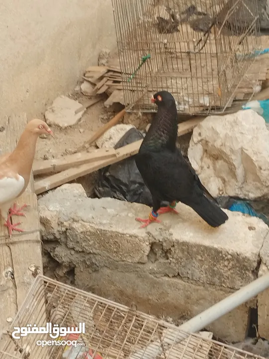 جوز سلفر مع فراخهم