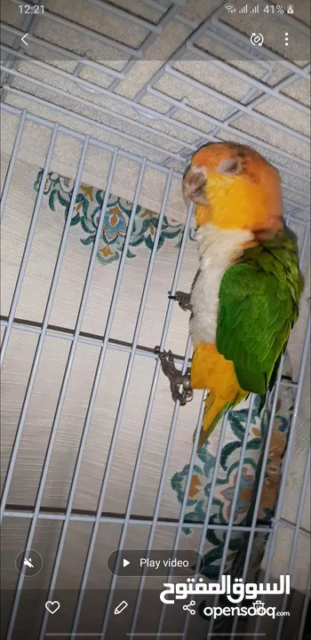 caique..female 2year