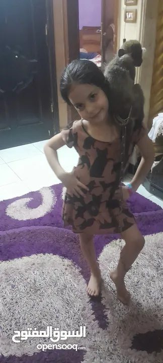 نسناس هادي للبيع