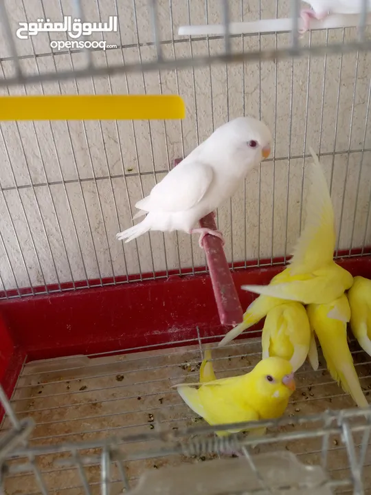 مخاليف حب البينو ولا تينيو