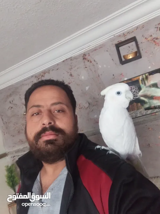 ببغاء كوكاتو جوفن