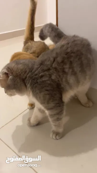 Father and Mather  Scottish fold