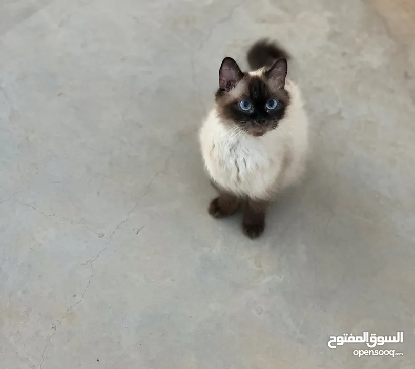 قطه هملايا حلوه وأليفه