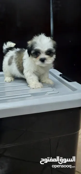 shih tzu male and females  47 days