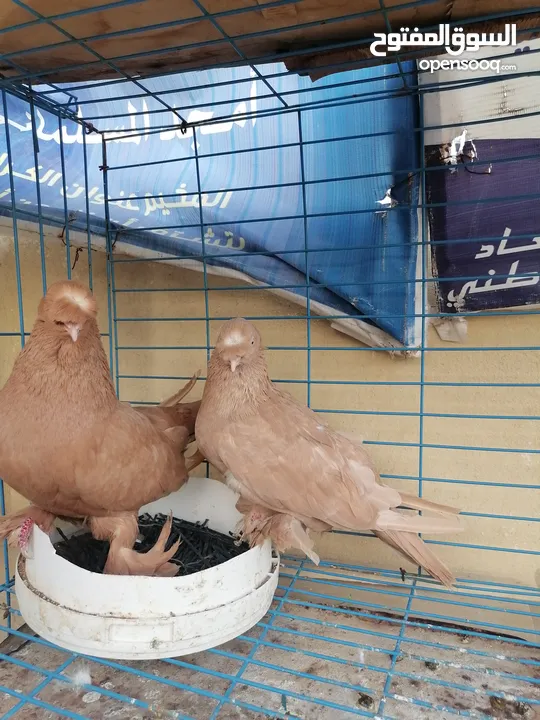 جوز مكاويات صفر صفاره مميز كرفلي حلوه سروال خشن مميزات