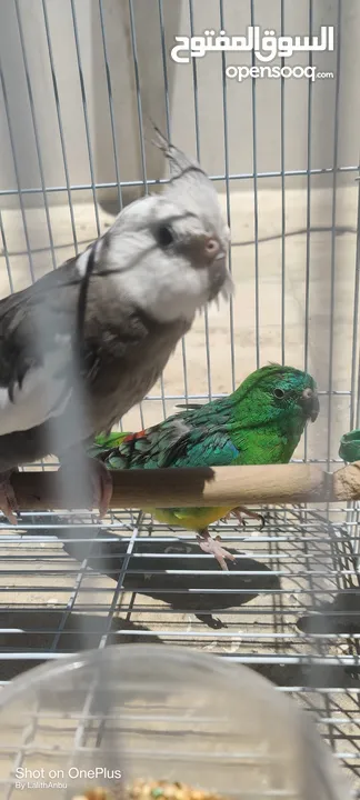 2 Birds + 1 Cage