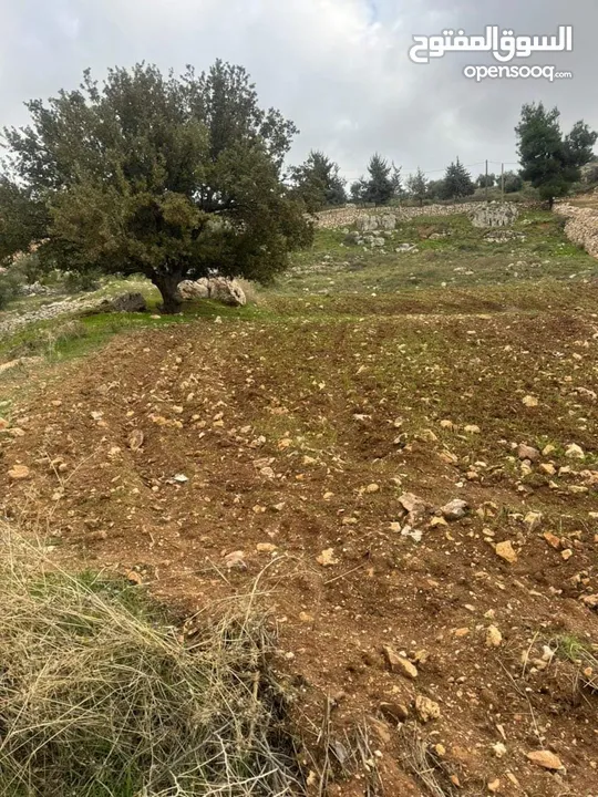 قطعتين ارض متلاصقات للبيع في منطقة ابو السوس