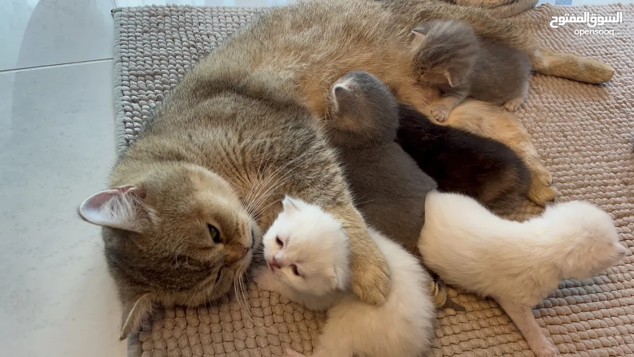 Kittens (Adorable)
