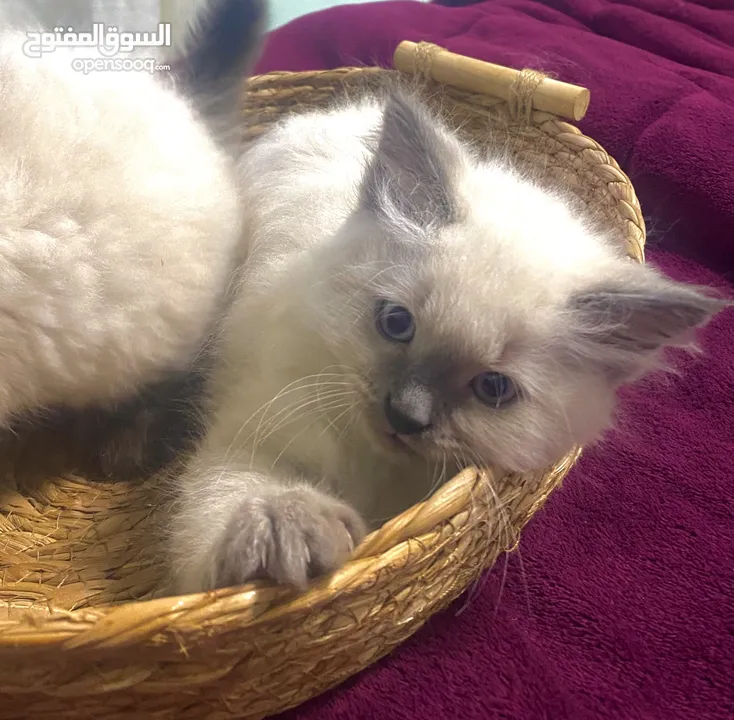 قطط مشكلة هملايا شيرازي بريتش شورت هير بيع سعر رمزي