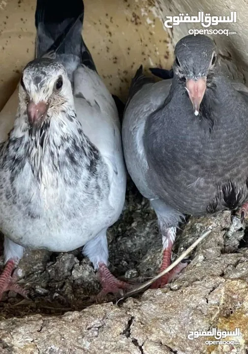 زغاليل لبيع حجم كبير طازج