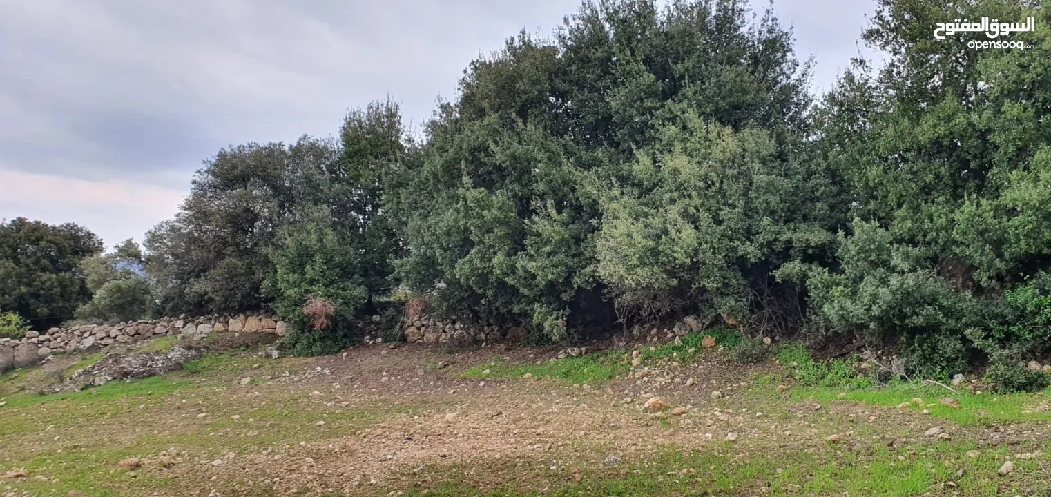 زي 1600 م منطقة حرجيه
