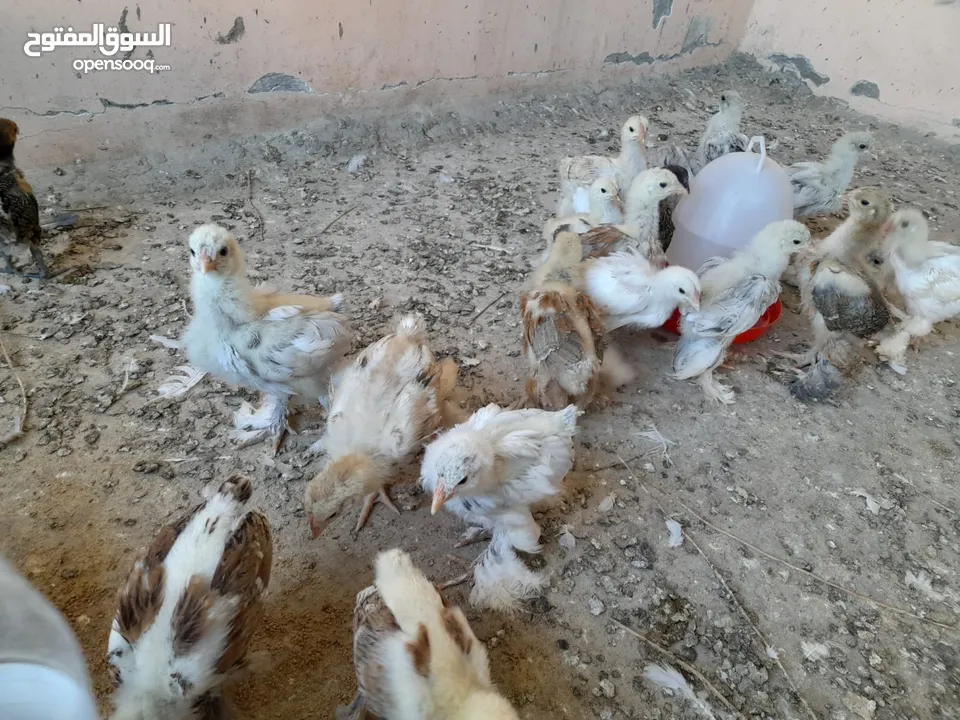 صيصان براهما مستويات عالية