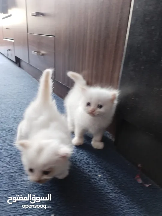 5 persian cats 45days old two male and 3 female price per cat 30 bd