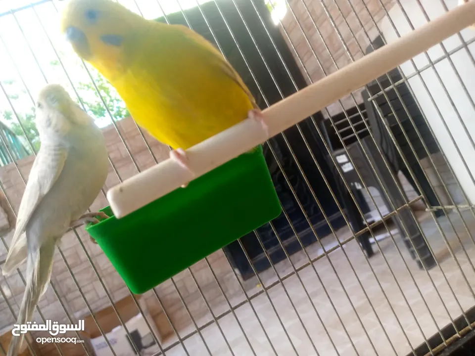 عصفير حب                           ا        ر.