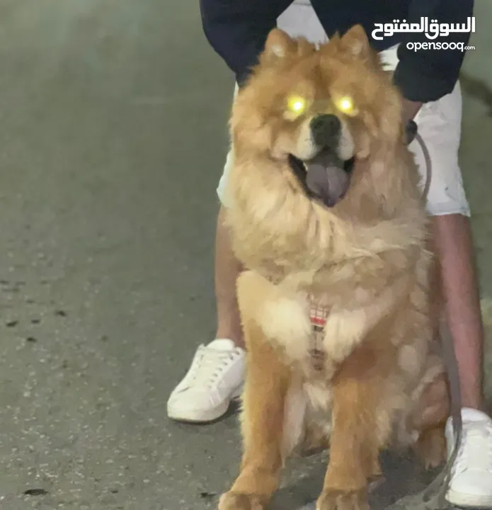 اتشاو تشاو