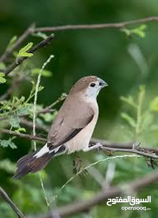 8 حبات عصافير بنقز  زيبرا طيور الجنه الافريقي