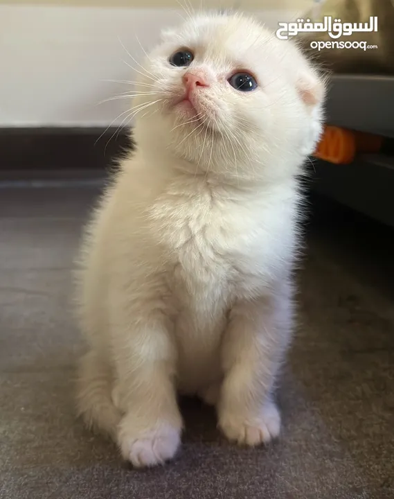 Scottish fold