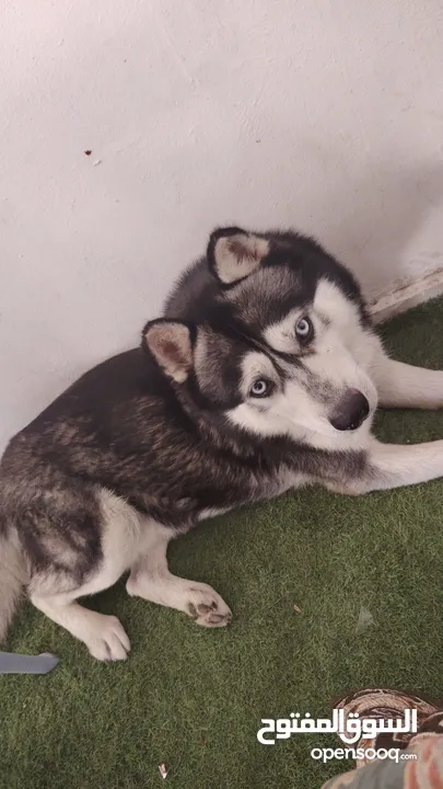 كلب هاسكي (اليكس)