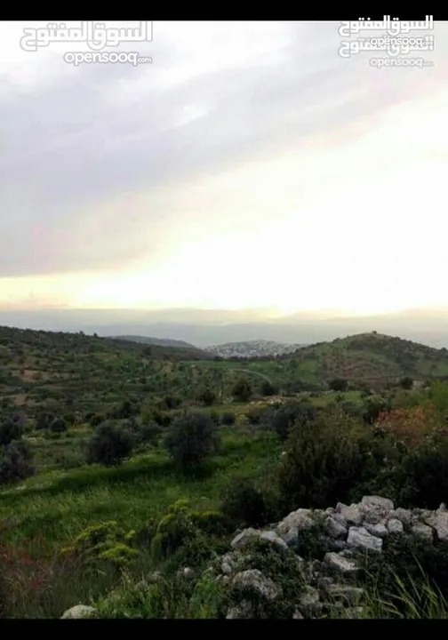 قطعة أرض مميزة في عجلون مطلة على جبال فلسطين مفروزة بقوشان مستقل من المالك مباشرة