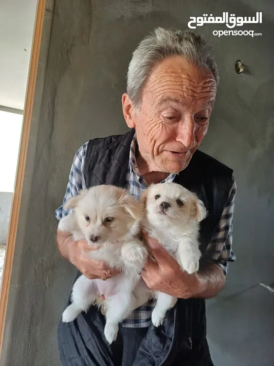 Pure white Loulou puppies for sale-3 months old- /puppy