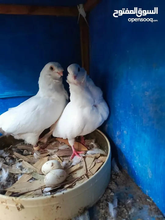 15 جواز للبيع مشكلات