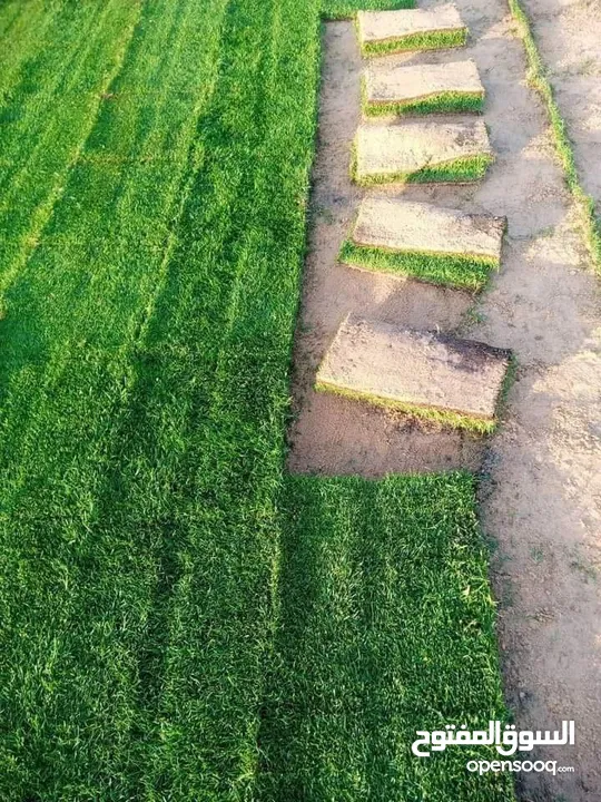 نجيل طبيعي وصناعي