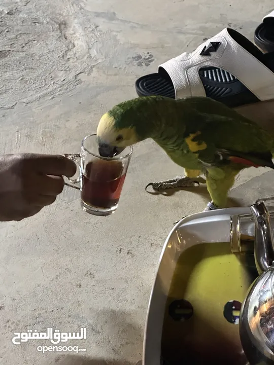 للبيع بلو فرنتد جاكو متكلم