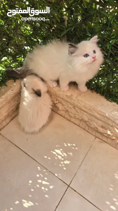 قطط راغدول دم صافي