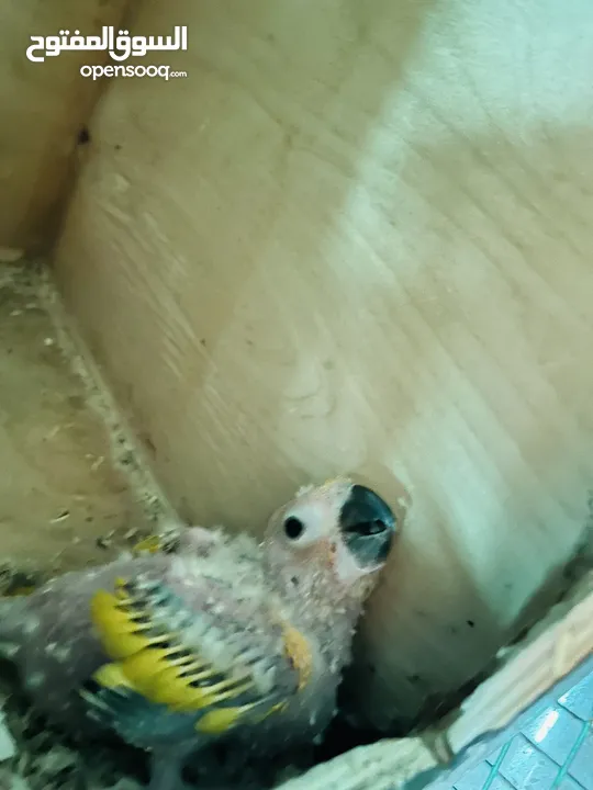 Sun conure chick red factor