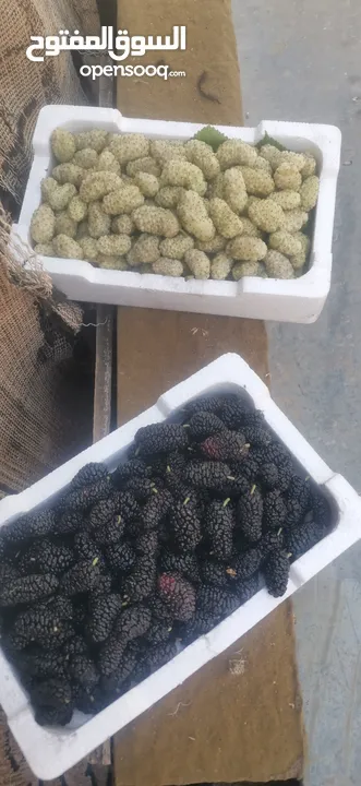 يوجد توت ابيض اسود