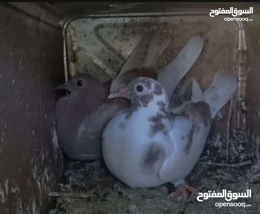 زغاليل بلدي نخب