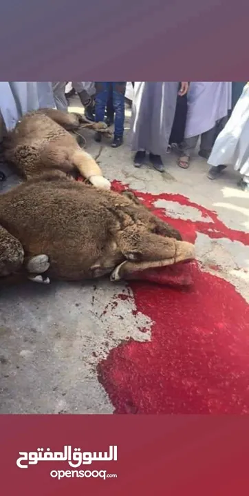 لحام متنقل ذبح أضاحي خاروف عجل بلدي جمل غنم بلدي روماني برزيلي كولمبي اسباني خروف بلدي جزار متنقل