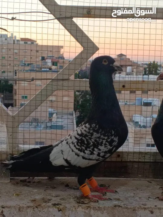 تشكيلة حمام مع جوز انجليزيات صفر نخب
