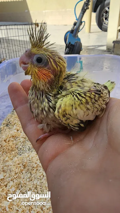 baby cockatiels