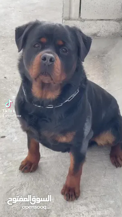 Rottweiler 4sale روت وايلر للبيع