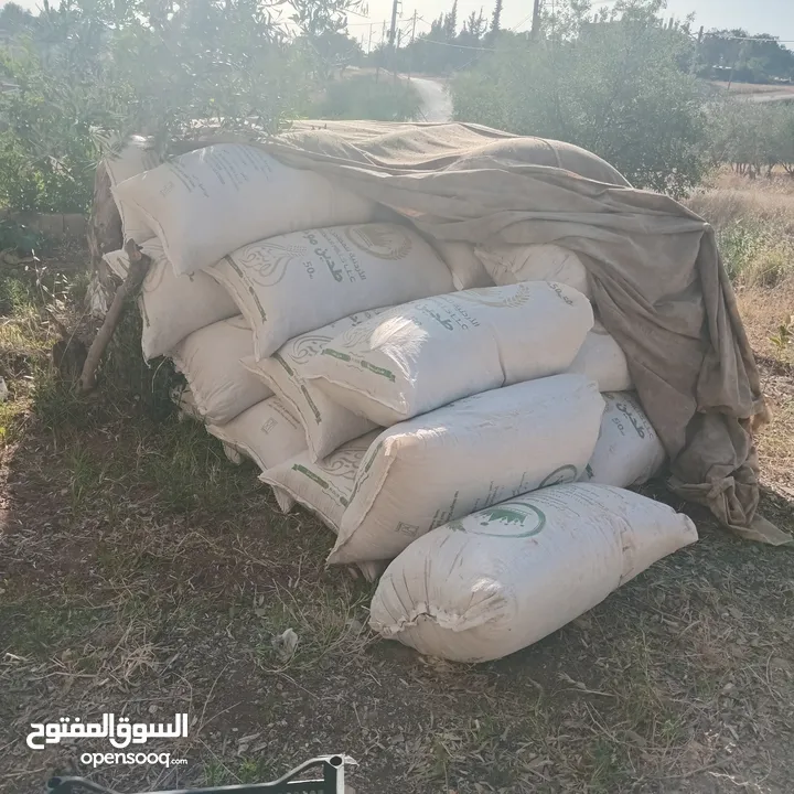 تبن بيقيا احمر