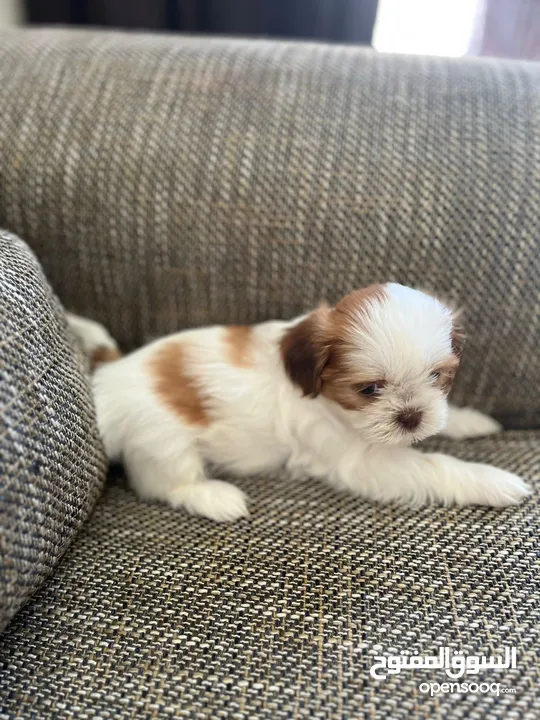 Shihtzu puppies 45 days  Male & female  Vaccinated and microchipped super play full location dubai