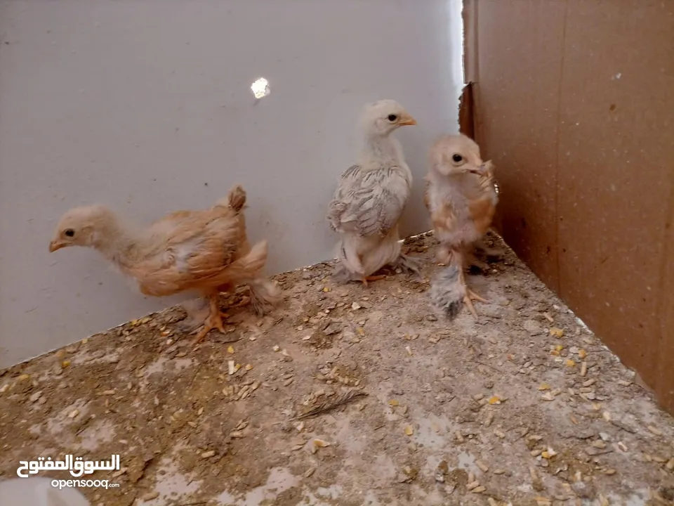 صيصان براهمي. عمر  شهر 5 ايام