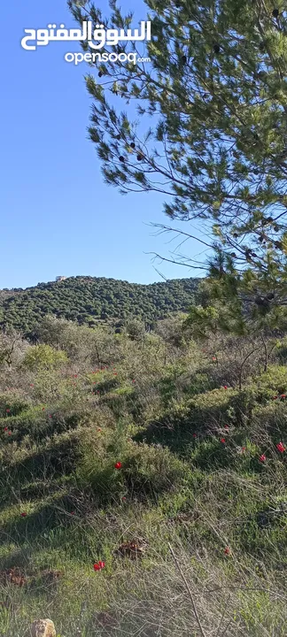 مزرعه زيتون منتجه من مالك مباشره موقع راقي و سعر مناسب