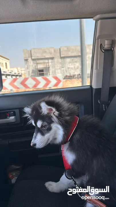 للبيع Pomsky