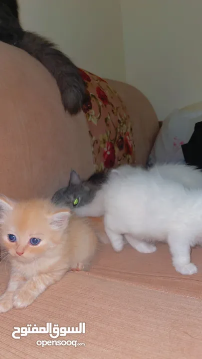 Mix persian kittens