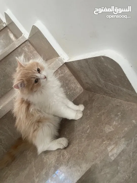 قطط شيرازي للبيع