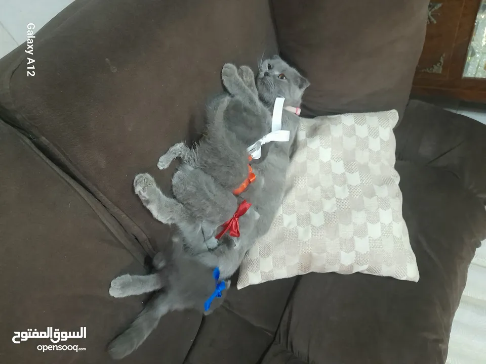 قطط للبيع  نوع سكواتش فولد  الام والاب  العمر شهر وكم يوم