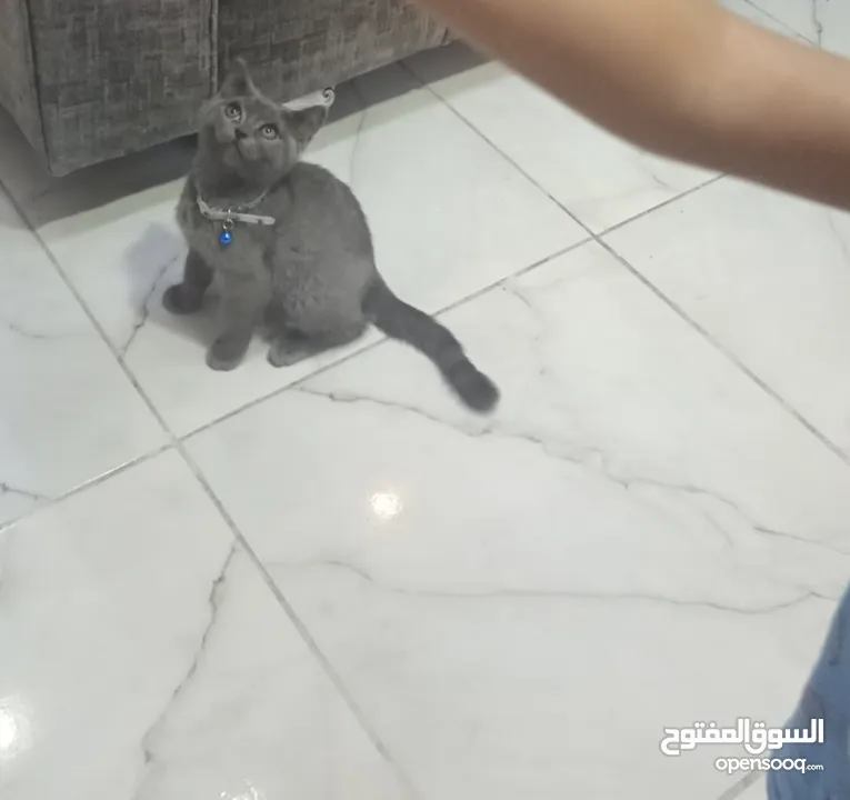 سكوتش ستريت عمره 3شهور بسعررر رمزززي