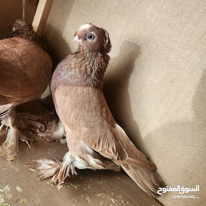 متاح جواز ازبك بزره الماني