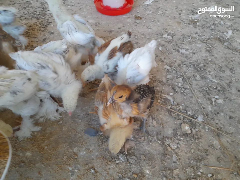 صيصان براهما مستويات عالية