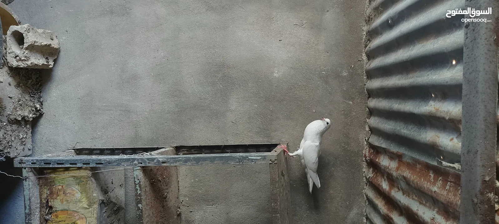جواز للبيع