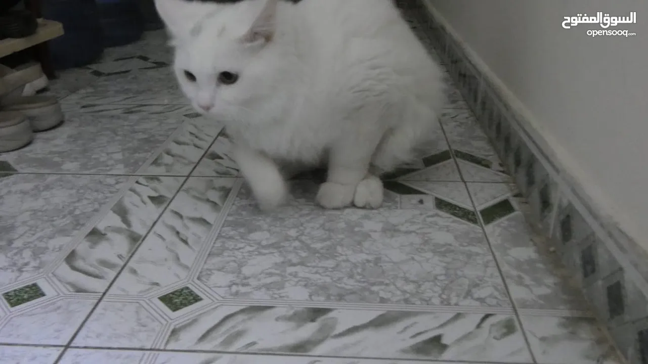 8 months old Persian(Shirazi) cat