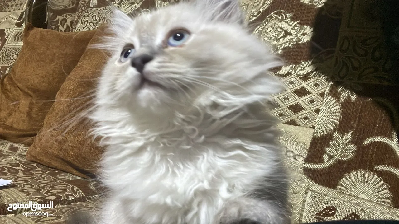 تبني قطط -