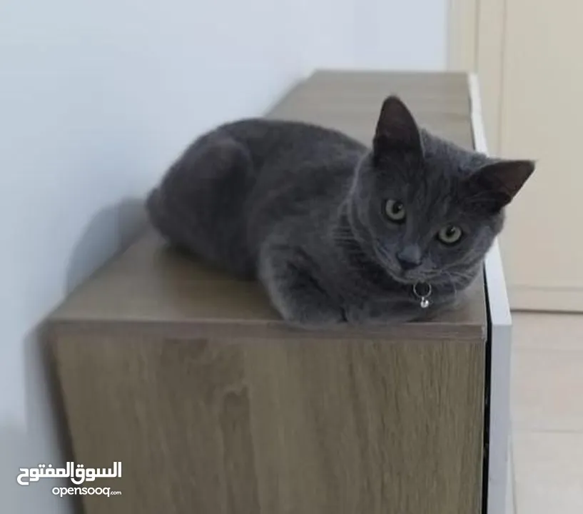 قط للبيع بسعر ممتاز